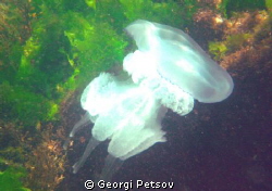 Jellyfish in the shallow
 by Georgi Petsov 